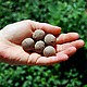 Seed Bombs by VisuaLingual 5