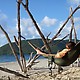 ENO DoubleNest Hammock 7