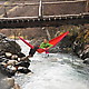 ENO DoubleNest Hammock 8