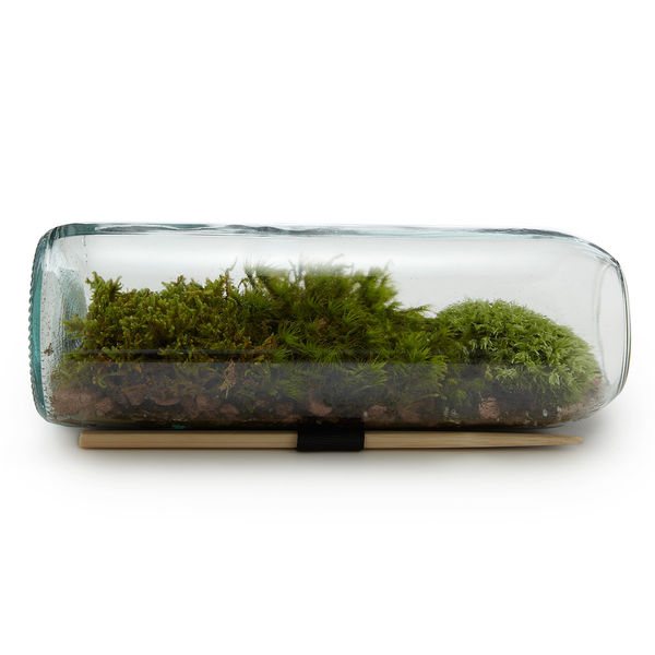 Moss Terrarium Bottle 1