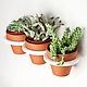 Three-Ring Mountable Planter 1