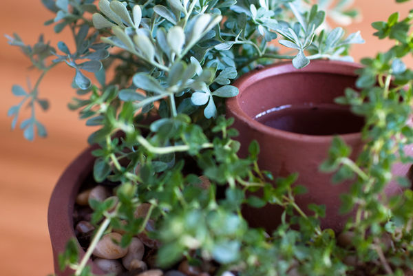 Self-watering_planter_by_joey_roth_3-sixhundred