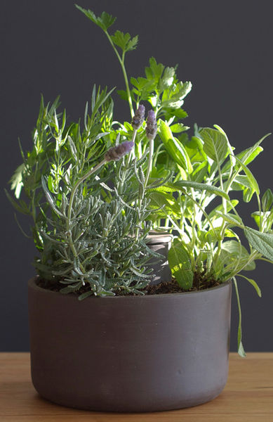 Self-watering_planter_by_joey_roth_9-sixhundred